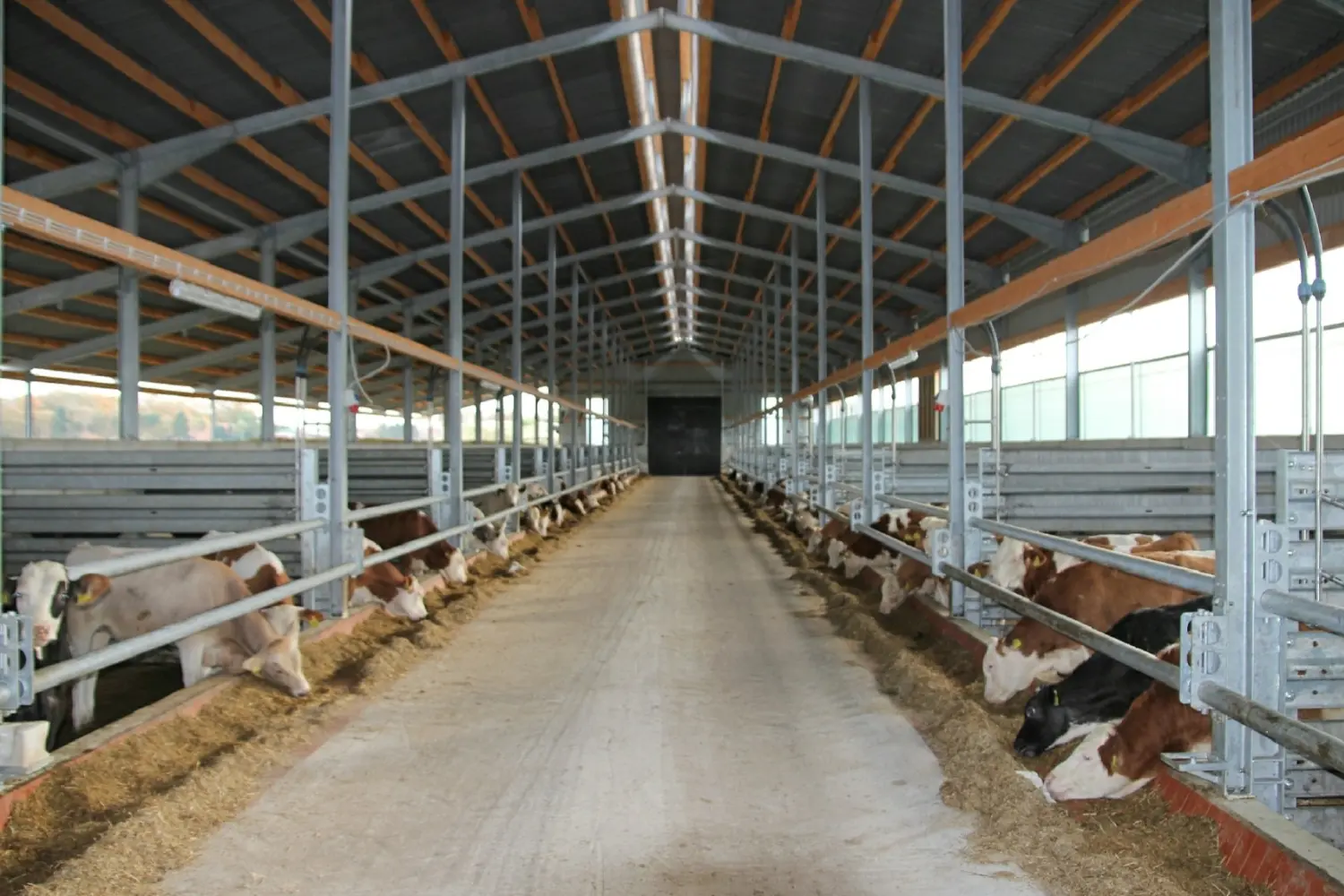 Rindermast