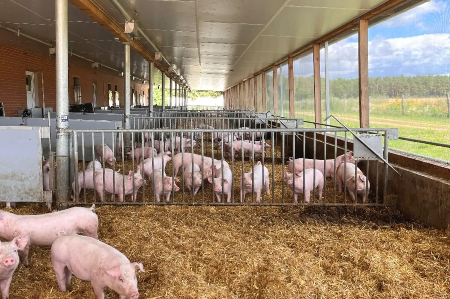 Schweinehaltung Möhlenkamp