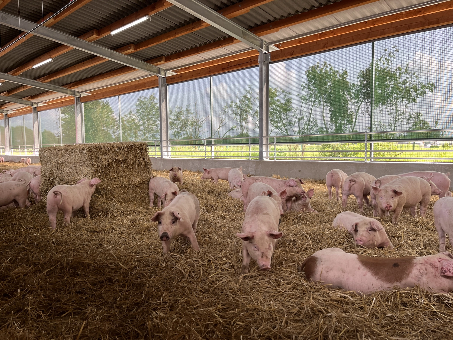 Schweinehaltung Möhlenkamp
