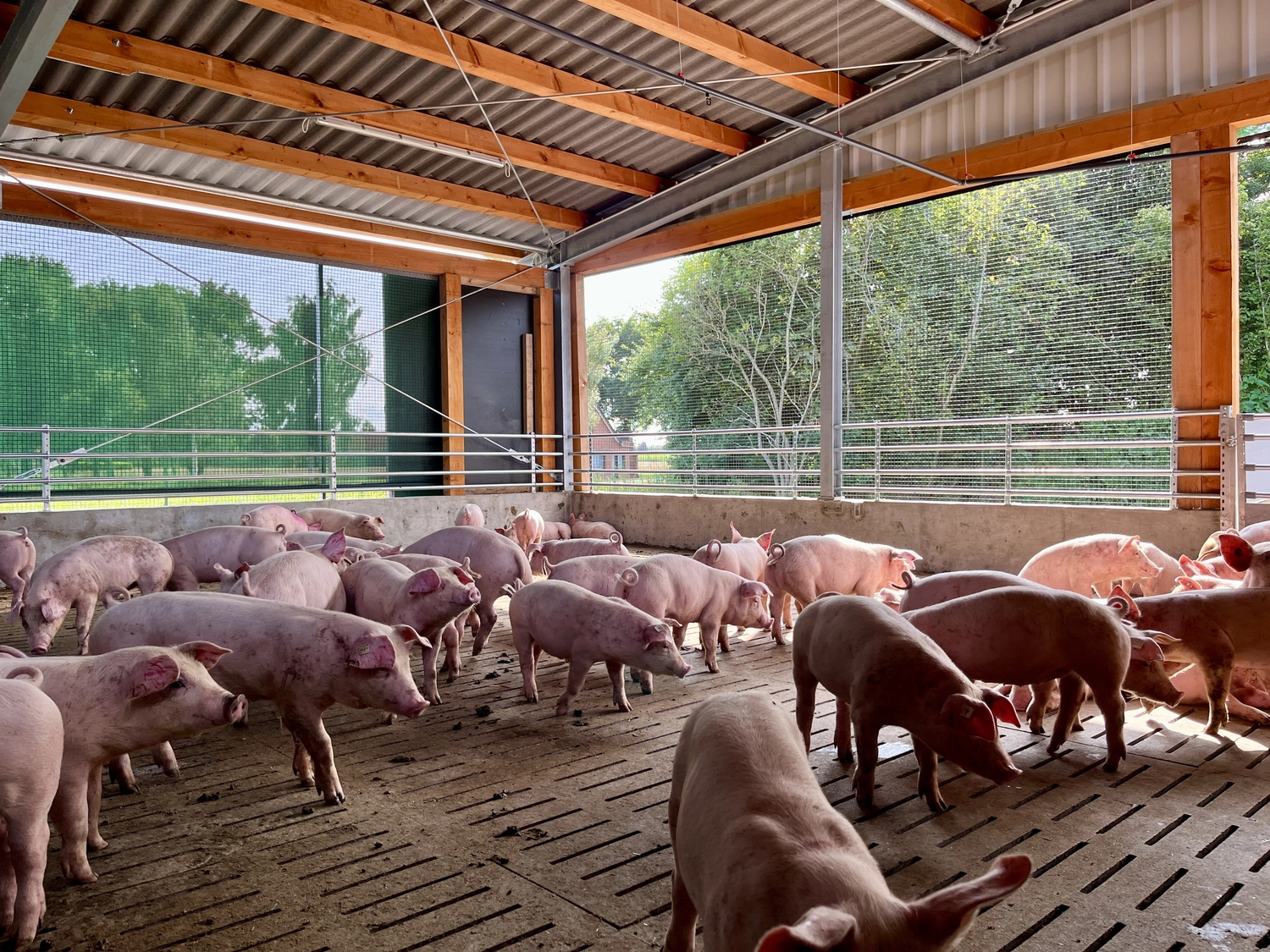 Schweinehaltung Möhlenkamp