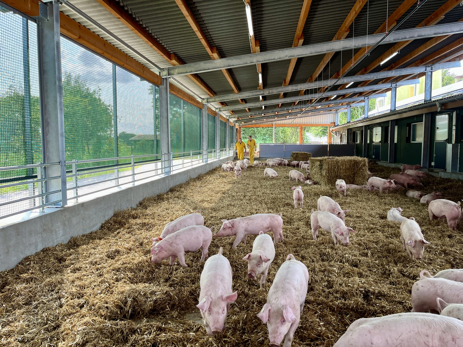 Schweinehaltung Möhlenkamp