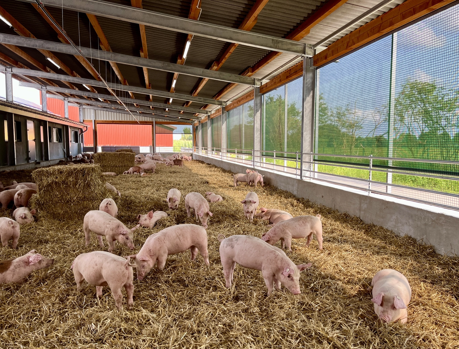 Schweinehaltung Möhlenkamp
